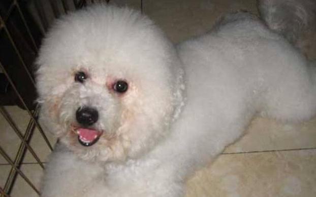 比熊泪痕严重四大办法轻松消除,比熊吃什么狗粮缓解泪痕