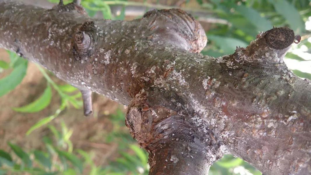 几月份蚧壳虫难治,蚧壳虫最有效治疗法