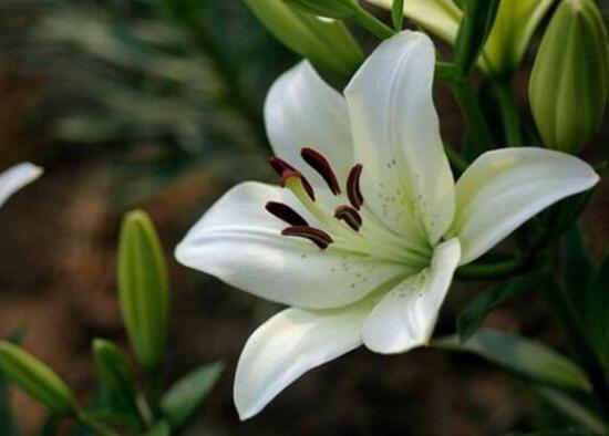 百合花叶子顶部发黄怎么补救,百合花下面叶子发黄怎么办的视频