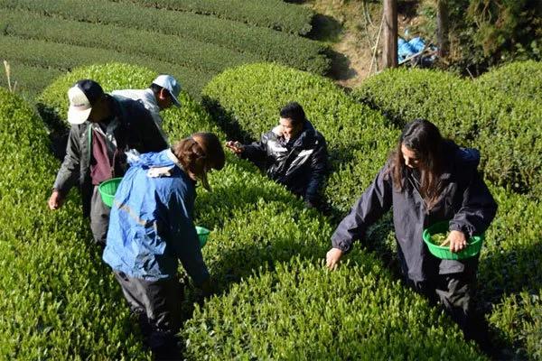 日本宇治小镇,正宗日本宇治抹茶