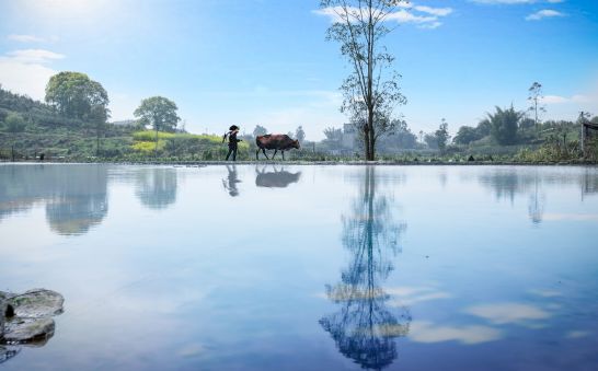 田园风光稻田帐篷,稻田星空露营基地