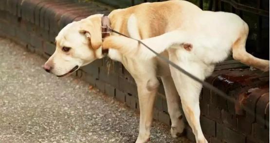 狗狗膀胱炎怎么给它打吊瓶,狗狗为什么会得膀胱炎