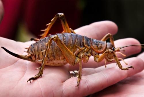 昆虫庞大吗,各种昆虫中最大的个体