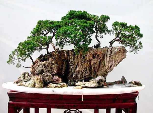 精品水旱树石盆景,什么是全旱式树石盆景