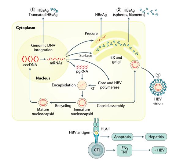 乙肝有几种类型最危险,乙肝患者都有哪些特征