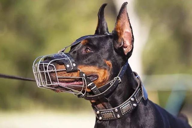 一律毒杀！缅甸小镇，政府下令毒杀流浪狗，中毒流浪狗满嘴血