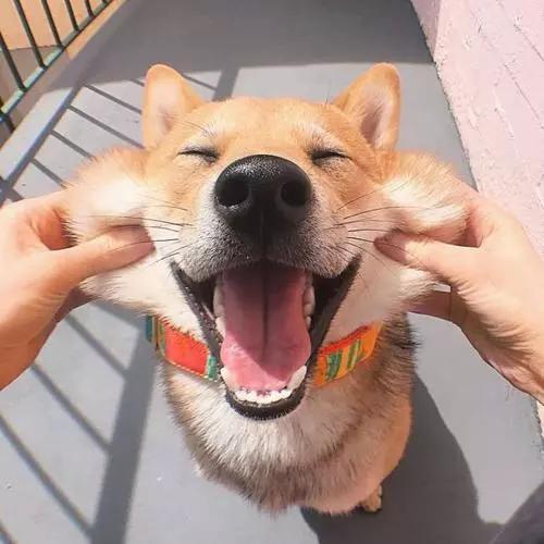 舔一下狗毛会得狂犬病吗,舔狗一下狗狗会有什么反应