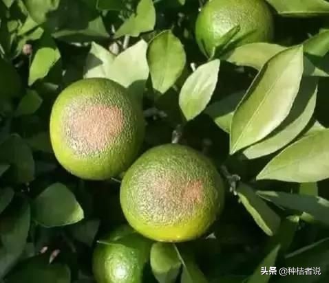 奔驰加不好的汽油会有什么后果,奔驰加了劣质油怎么解决