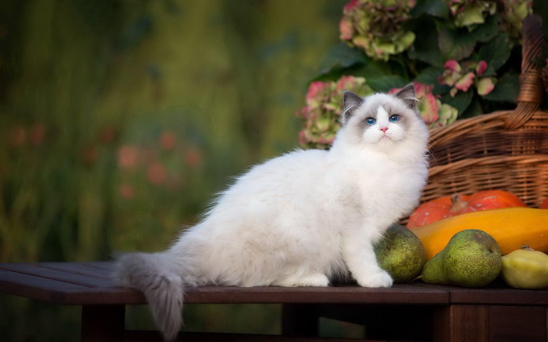 养猫到底哪些需要买哪些不必买,新手养猫适合养哪种钱少