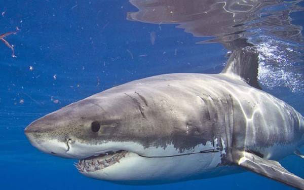 单凭一个鲨鱼皮就想抗菌，这智商税我交不起