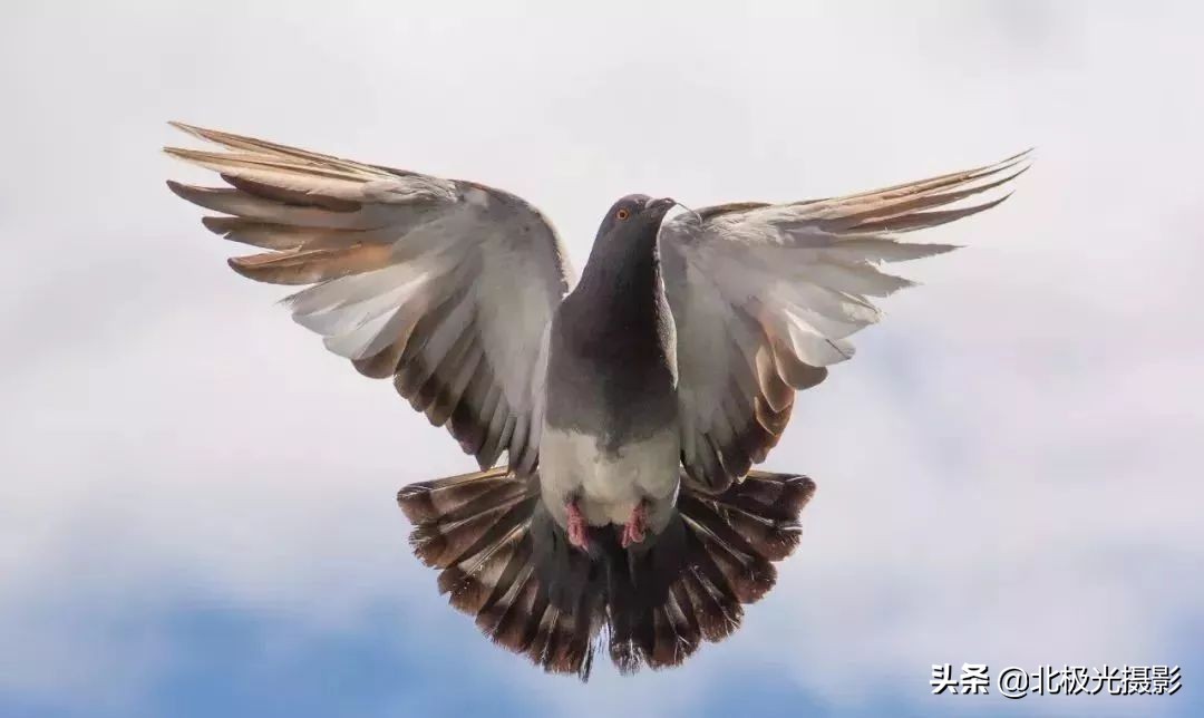 拍摄鸟类照片技巧,拍摄鸟儿照片技巧