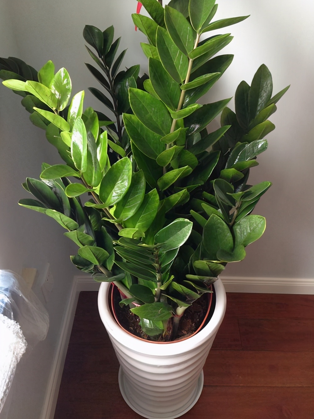 耐阴多肉植物室内,30种耐阴植物室内盆栽