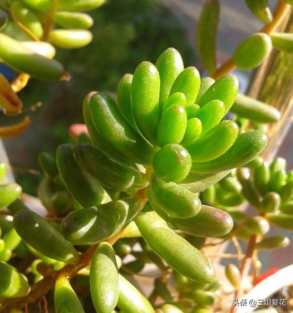 多肉植物虹之玉的外形介绍,虹之玉与乙女心的区别哪个好上色