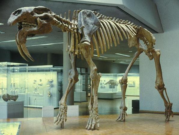 猛犸象进化上古猛犸象,远古时期的猛犸象有多重