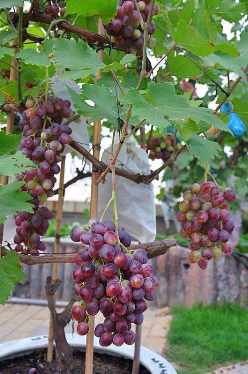 盆栽葡萄如何扦插,盆栽葡萄剪枝最好的方法