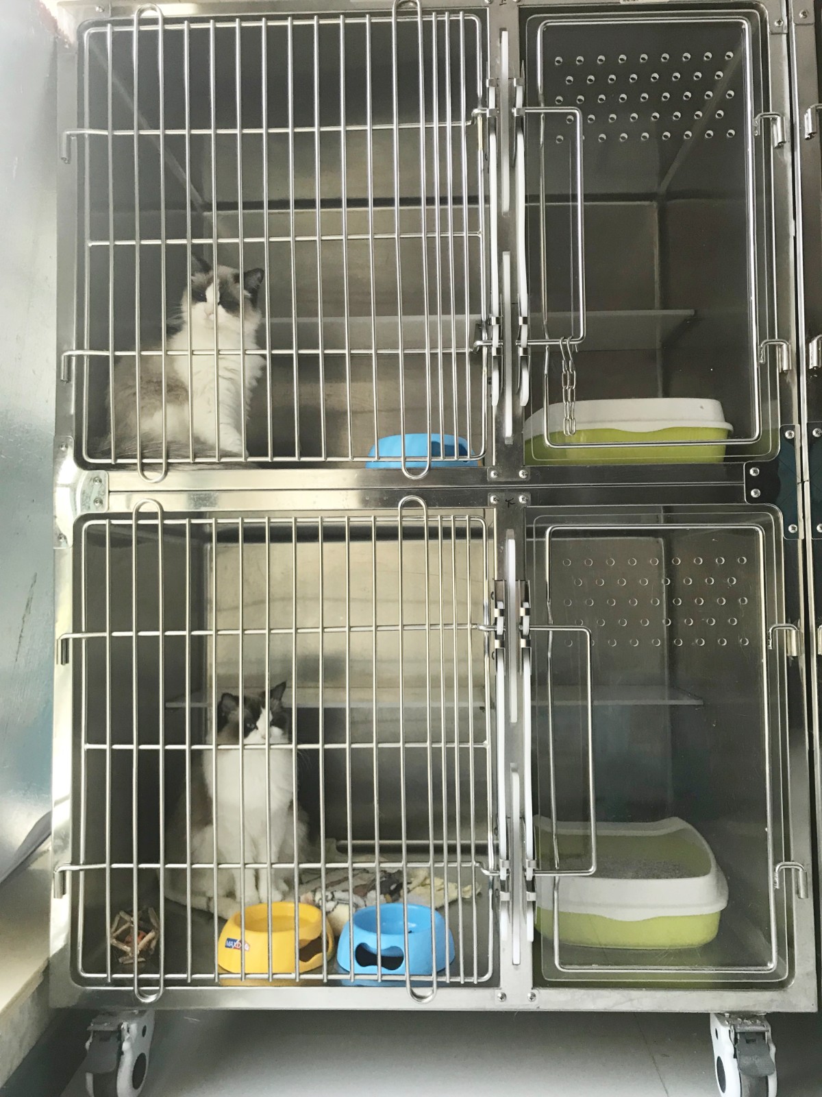 当了铲屎官才知道狗屎有多香,做了4年的铲屎官