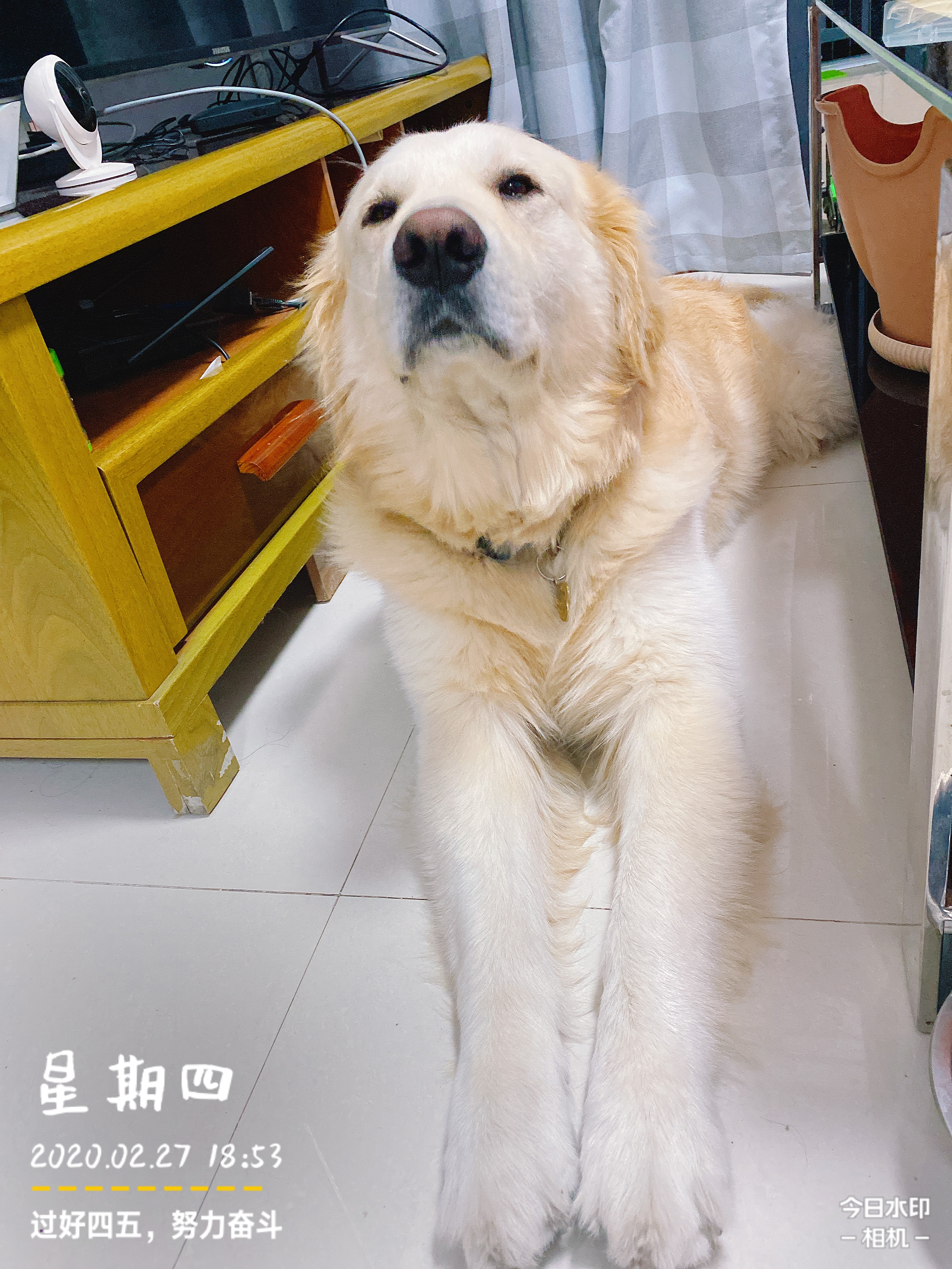 铲屎官用5年的踩雷经验来告诉你，初次养狗要注意的十个问题