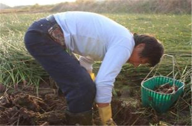 马蹄又名荸荠的栽培技术,荸荠种杨梅的栽培管理视频