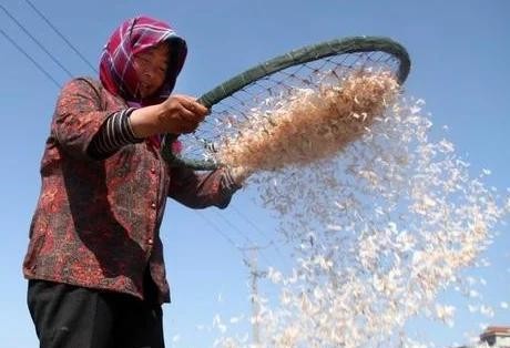 同样是虾皮白的和黄的啥区别,一样的虾皮选黄的还是选白的