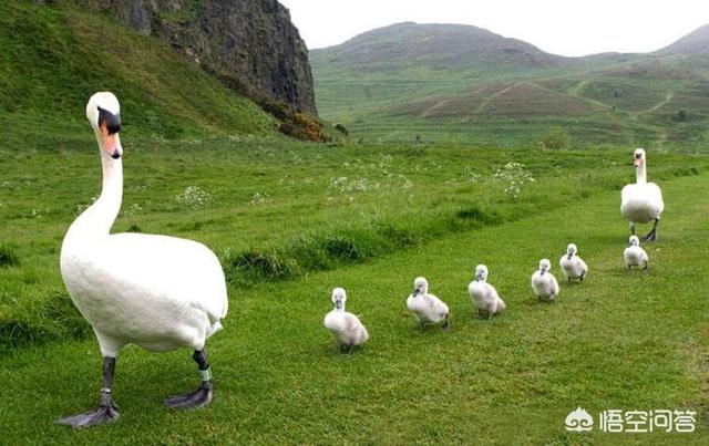 孩子沉迷手机脾气暴躁怎么办,小孩沉迷手机脾气暴躁