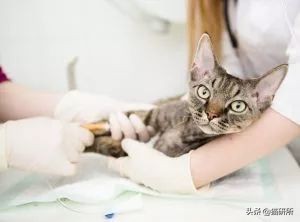 猫咪哪种打喷嚏情况需要注意,猫咪打喷嚏需要注意什么