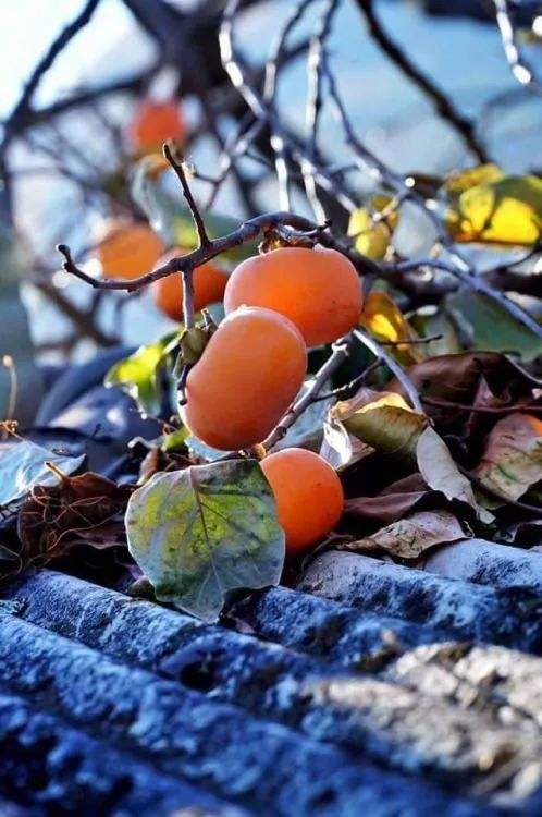 柿子做的馒头窝窝头,柿子做的饼叫什么