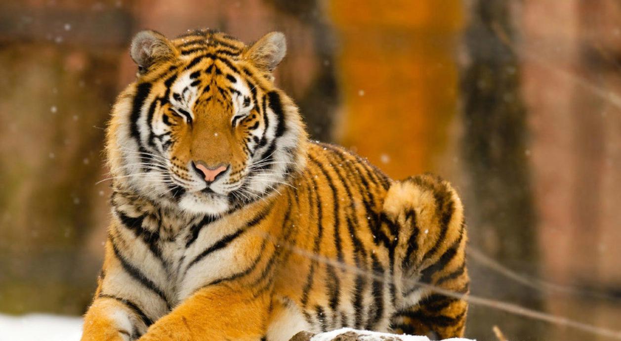 黑龙江发现二级保护动物,黑龙江保护动物有哪些