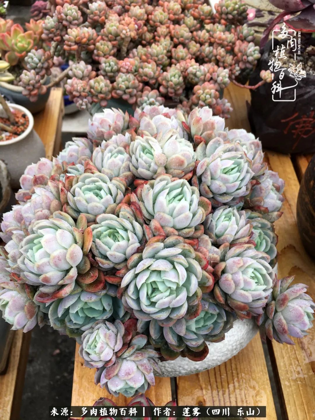 治愈系多肉精灵,初冬携一抹暖阳与多肉相伴