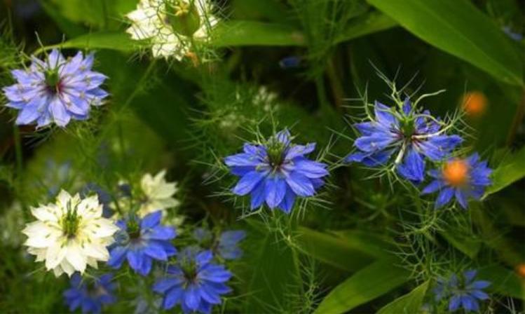 黑种草单瓣,淡蓝黑种草