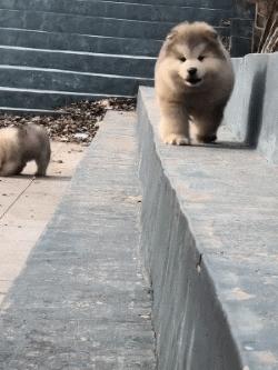 小时候可爱长大后霸气的阿拉斯加,帅气可爱的阿拉斯加