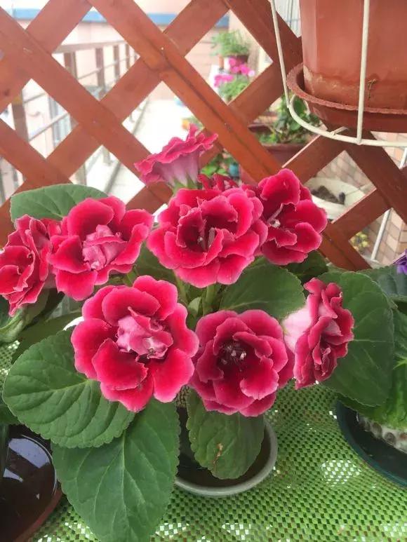 6种花不宜浇水,几种花不能给叶子喷水