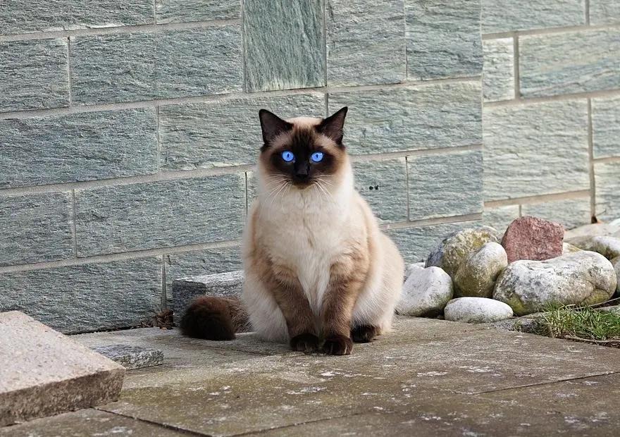 挖煤猫暹罗猫和布偶猫哪个贵,挖煤工暹罗猫幼猫