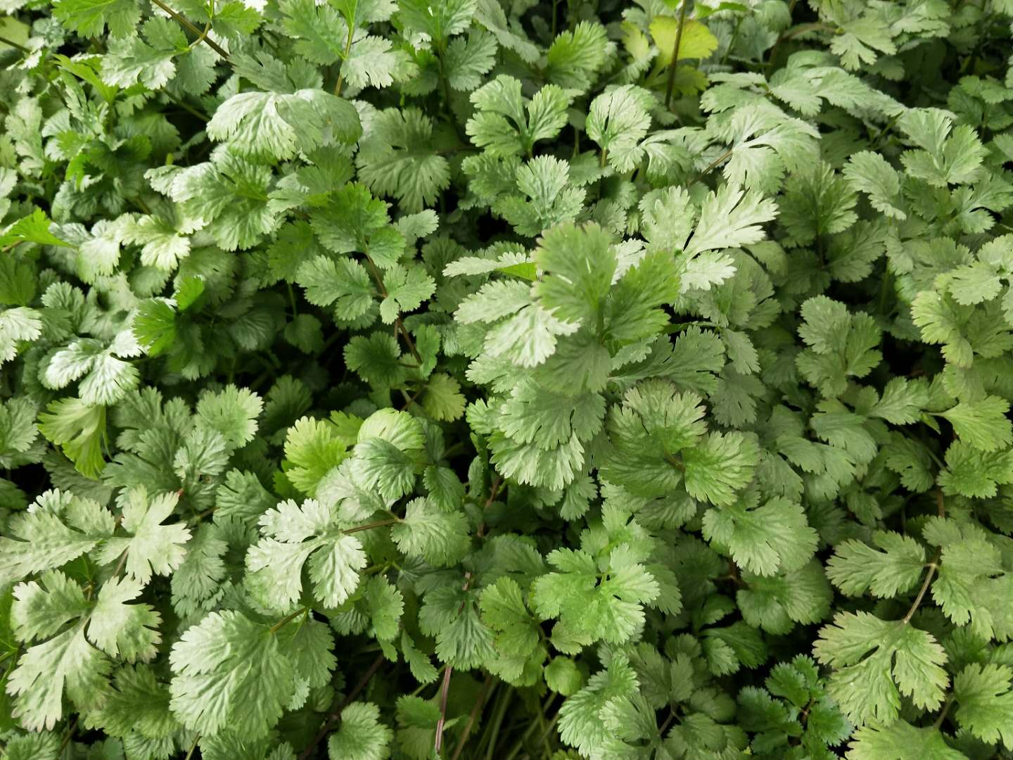 香菜播种前怎么施肥,香菜几天出苗韭菜几天出苗