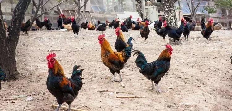 在农村创业九大赚钱项目,创业小项目农村小本创业门路推荐