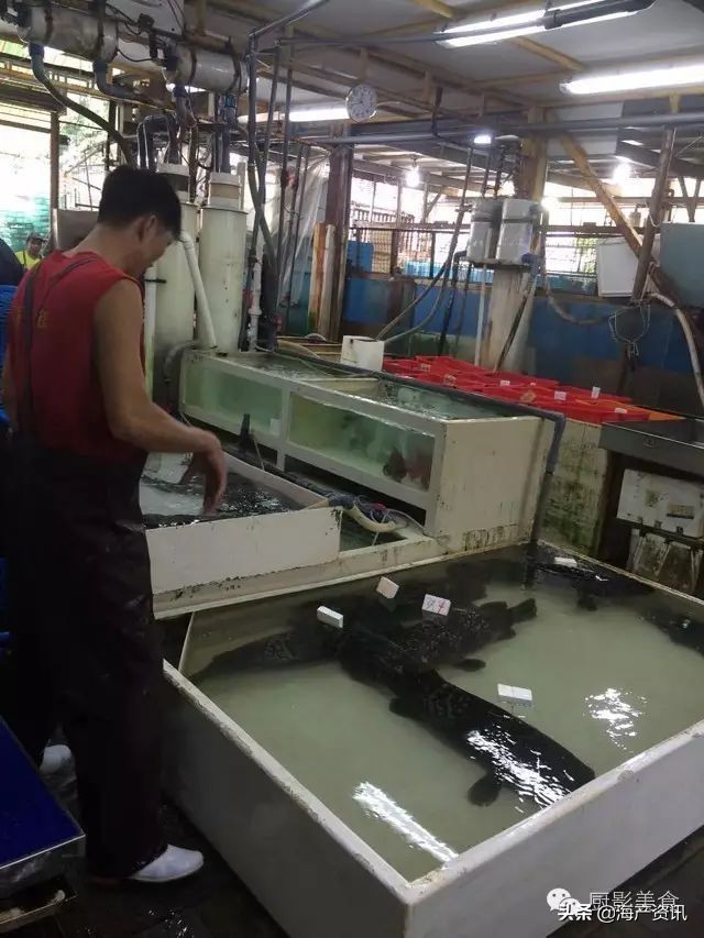 这些诱人的美食你吃过吗,世界上顶级海鲜大全你吃过几种