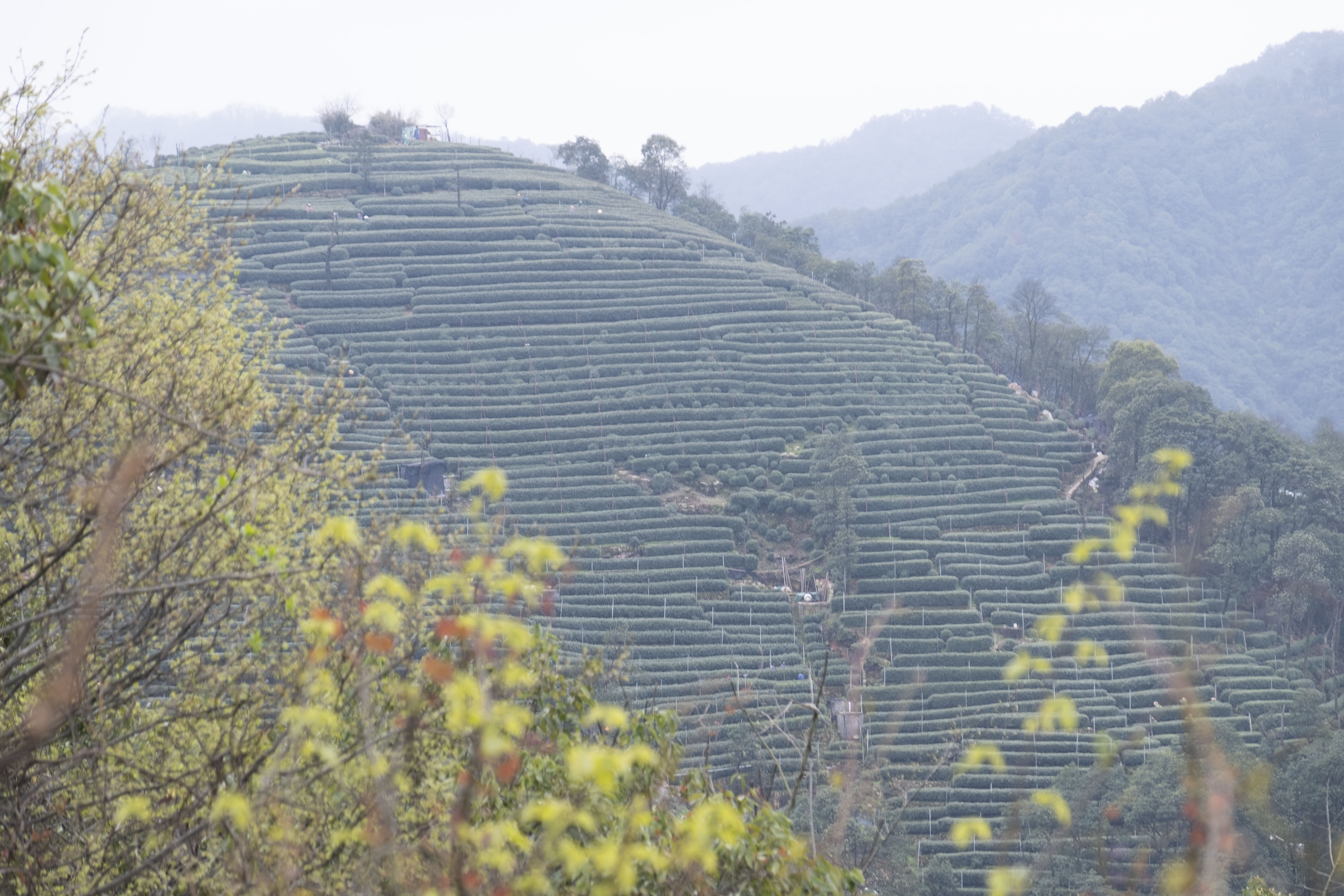 西湖龙井春茶季,龙井茶西湖明前春茶