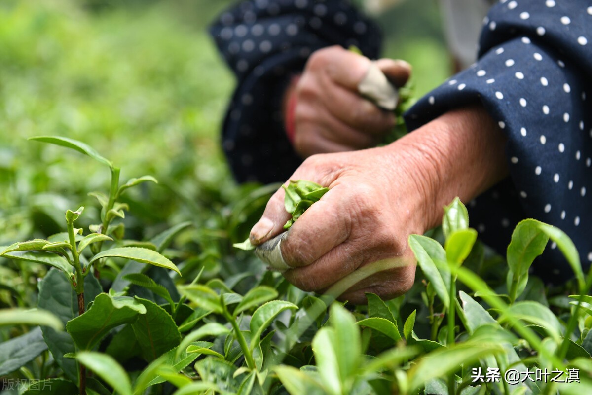 夏茶的特点区分,夏茶有哪些
