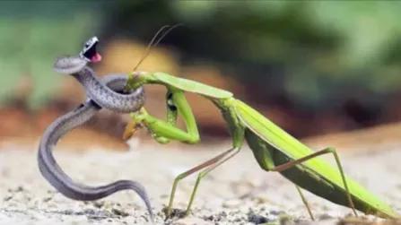 雌螳螂为什么要吃掉自己的配偶,雌螳螂诱惑雄螳螂并吃掉