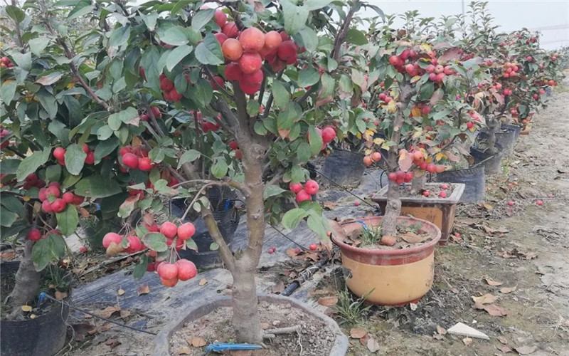 山楂盆景怎么养才能开花,山楂盆景如何造型