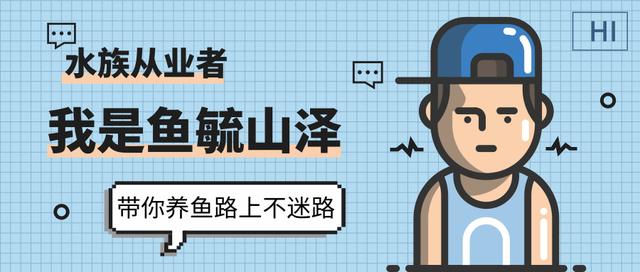 怎样挑选适合自己的金鱼,金鱼的种类及图解