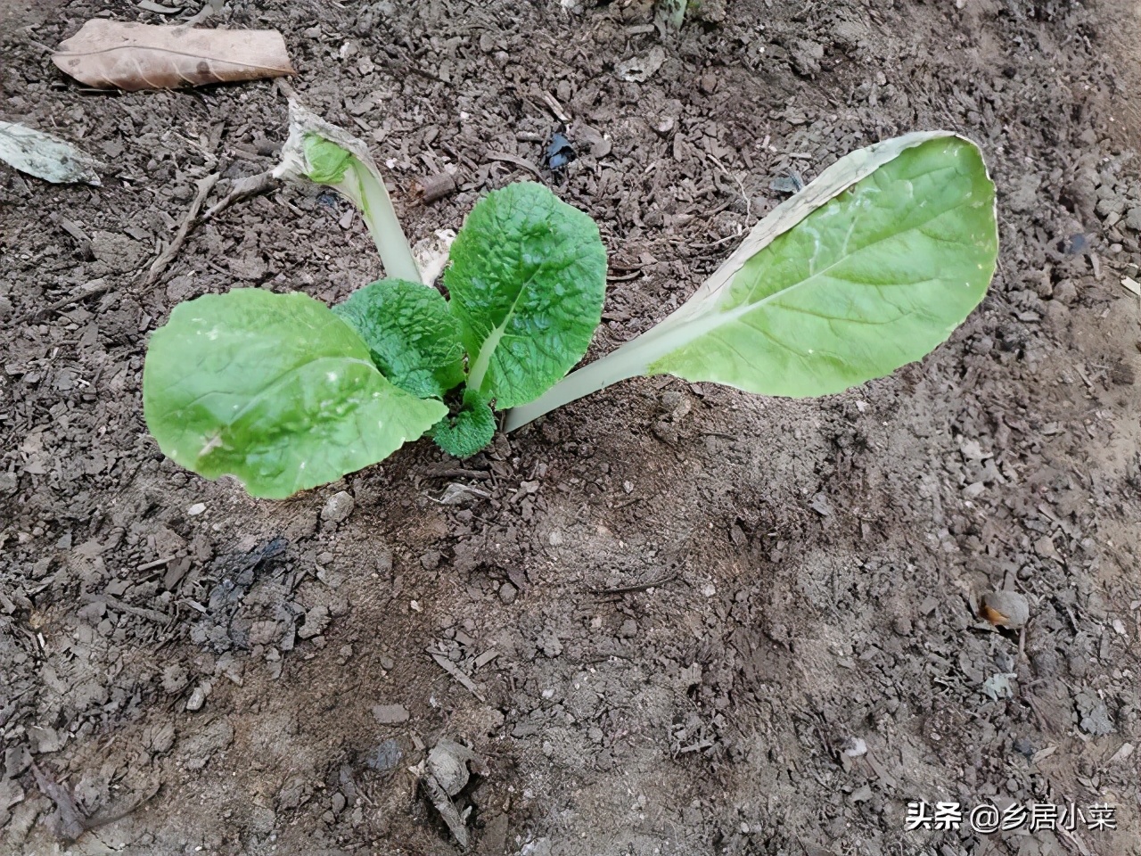 移栽的娃娃菜蔫了,菜苗移栽发黄是怎么回事