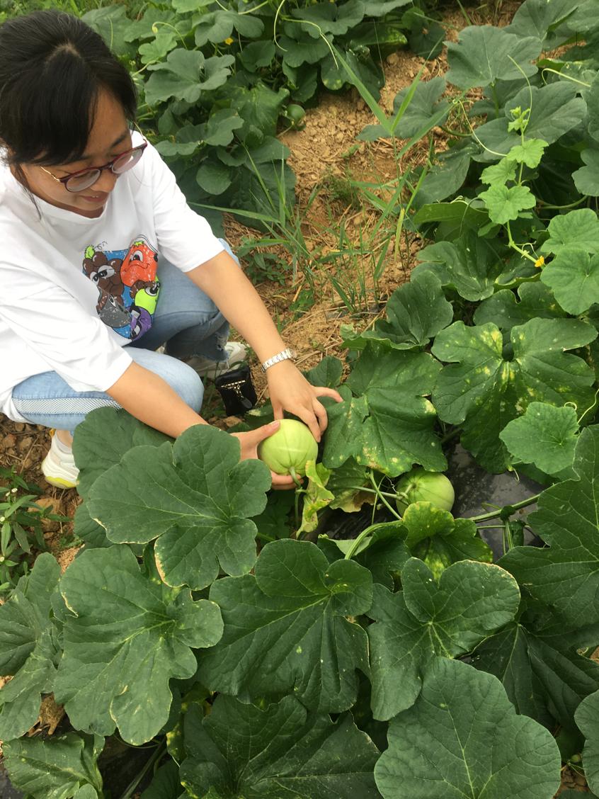 昔日砖瓦厂今朝花果山——南昌县三江镇产业扶贫显成效