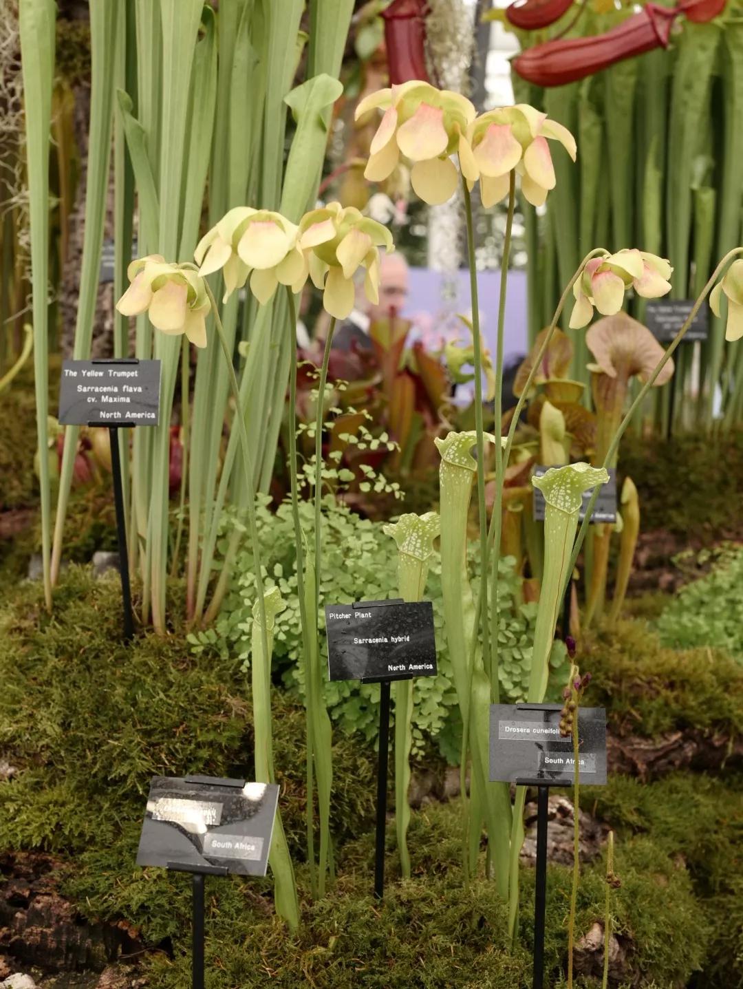 建一座完全不打药的生态花园,所有生命在这里和谐共处,值得收藏