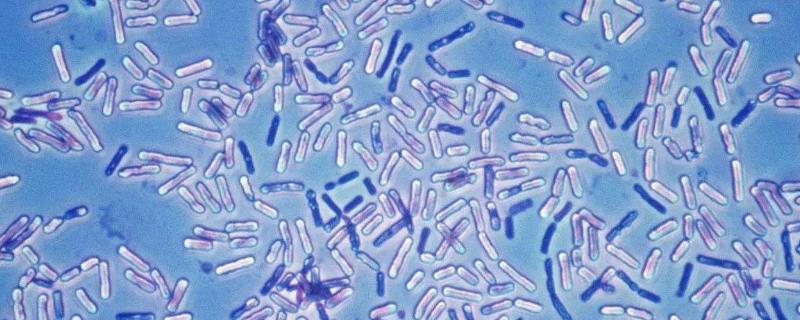 奶牛身上开洞是怎么回事,牛身开洞是什么原因