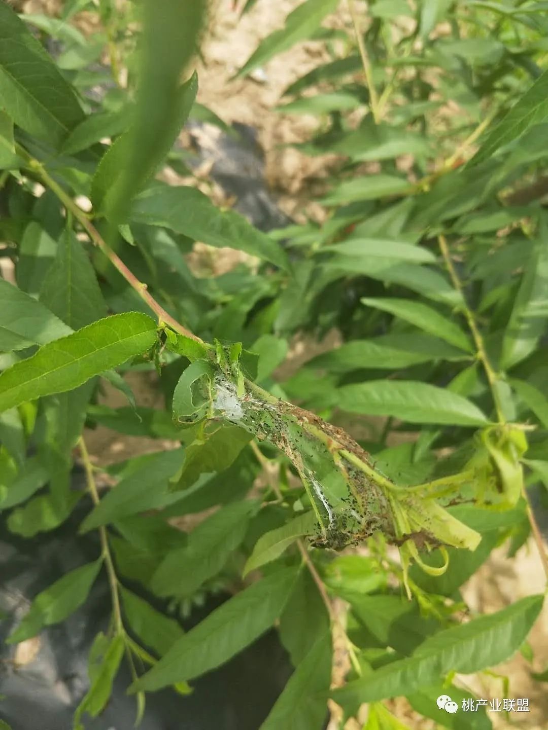 桃树幼果期是防治病虫害最重要的时期