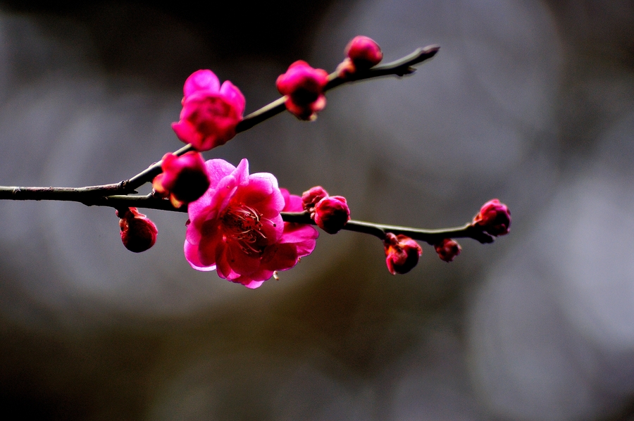 早梅这首诗表达了诗人怎么的情怀,早梅这首诗表达了诗人怎样的情感