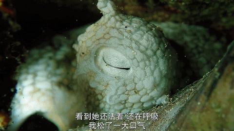 人鱼情未了在线阅读,人鱼情未了电视剧免费观看