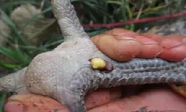 雏鸡感染滑液囊支原体初期症状,滑液囊支原体对产蛋性能的影响