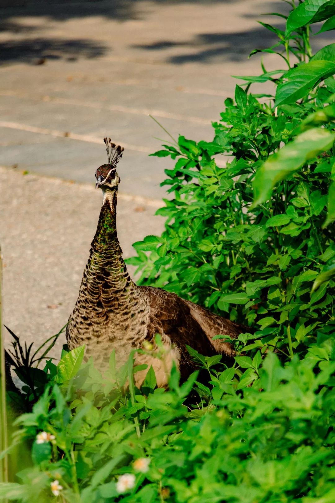 深圳宝安喝茶的世外桃源,宝安西乡世外桃源