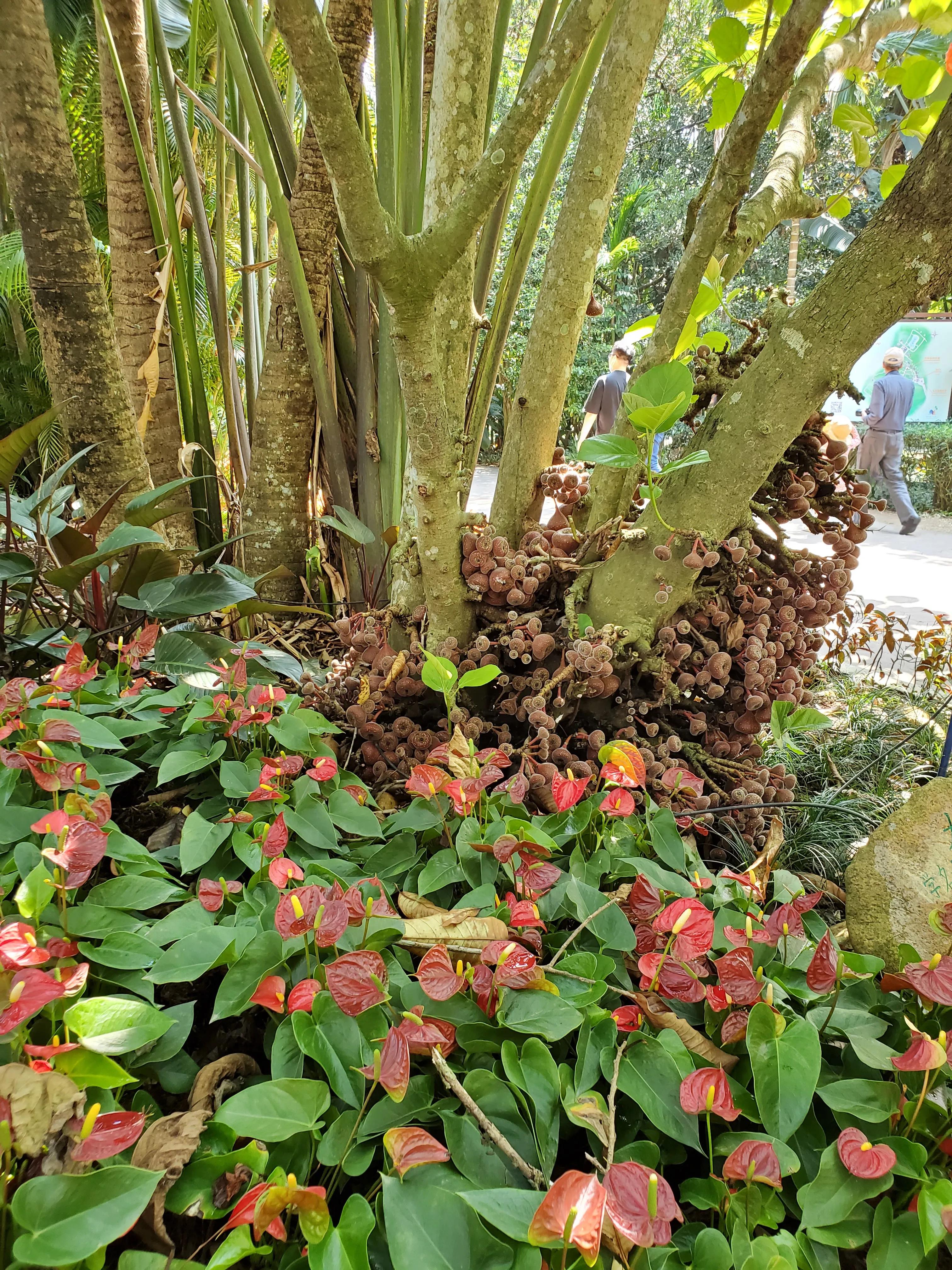 这个冬天我就要去旅行,来三亚享受着冬天里的夏天吧